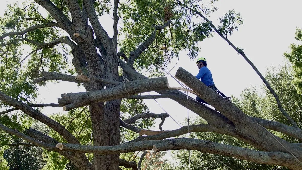 Professional Hazardous Tree Removal performed by certified arborists in Paloma